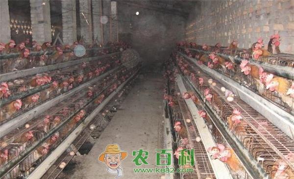 养鸡方法和技术