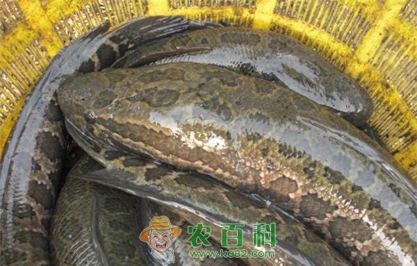 金山乐购黑鱼--土客网网 金山乐购黑鱼等水产品不合格