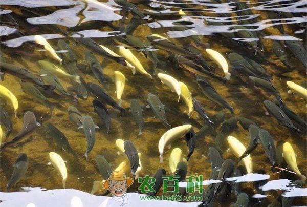 虹鳟鱼养殖的雌雄鉴定