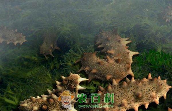 大连海参行业资讯