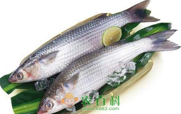 苦瓜梭鱼汤的做法