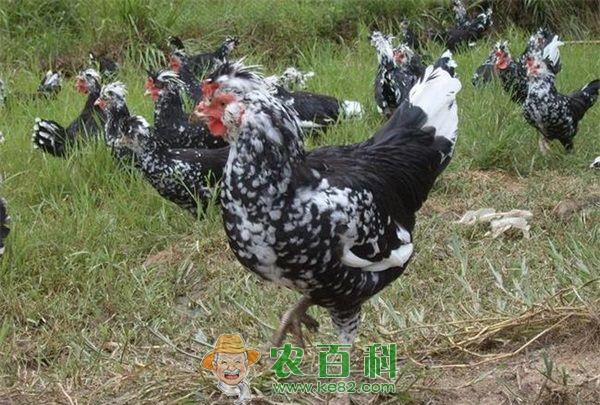 火鸡养殖的雏火鸡破壳前后的注意问题