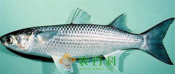 鲻鱼 鲻鱼浮头危害性