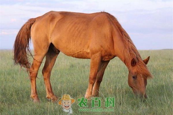 马 养马技术中役用能力指标