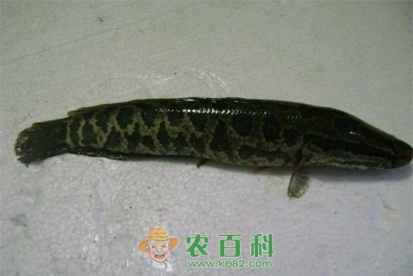 黑鱼的做法大全