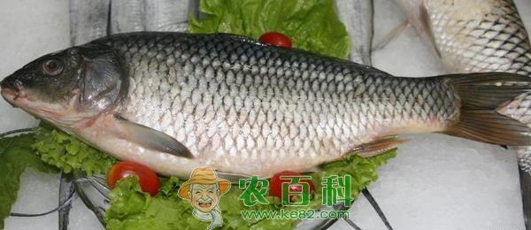 鲤鱼 怀孕能吃鲤鱼吗