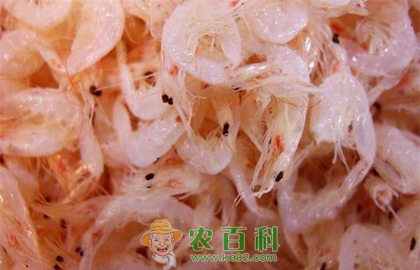 虾米--土客网网 国家抽查部分虾米防腐剂超标
