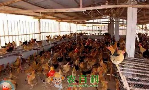 养鸡方法和技术