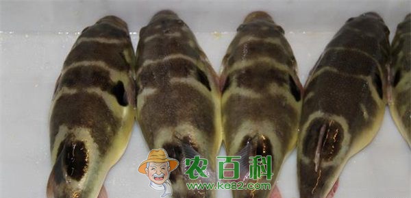 孕妇可以吃河豚吗