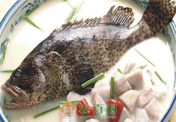 石斑鱼 消失20多年的石斑鱼再回杭城