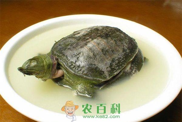 甲鱼 秋天滋补,吃甲鱼正当时