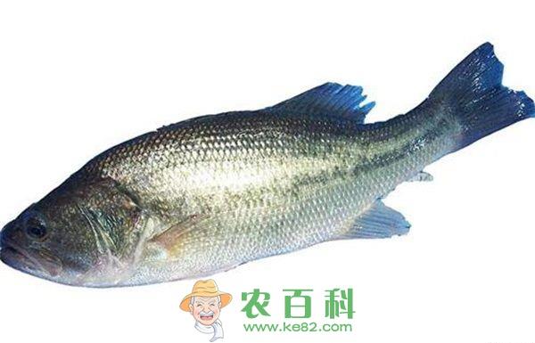 鲈鱼小瓜虫病的防治