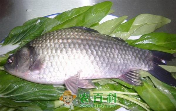 鲫鱼 填仓节吃鲫鱼