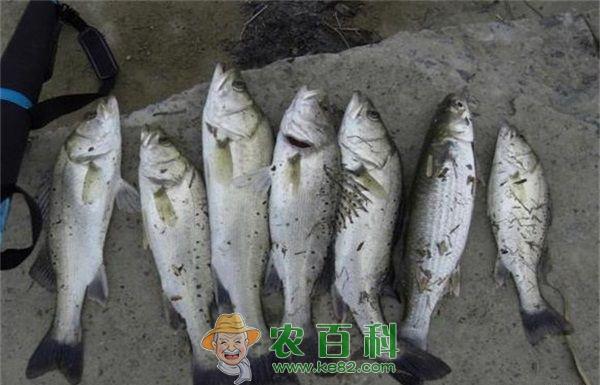鲻鱼白嘴病的防治