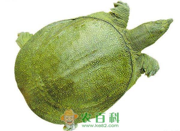 甲鱼白底板病防治方法