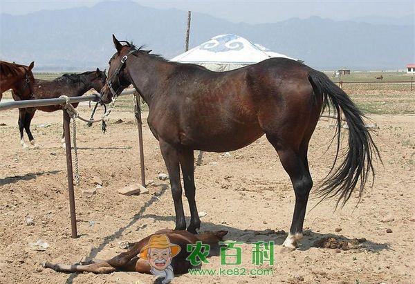 空怀母马的管理