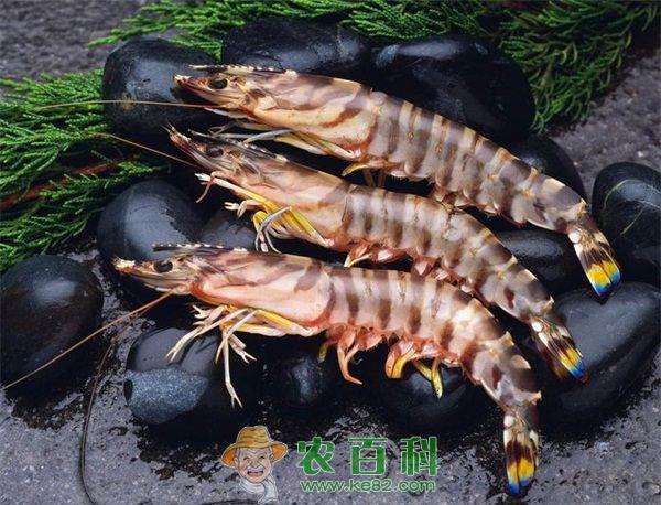 基围虾 青岛基围虾大量上市价格走低