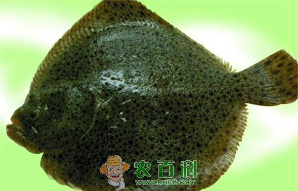多宝鱼 简述多宝鱼在中国的发展历程