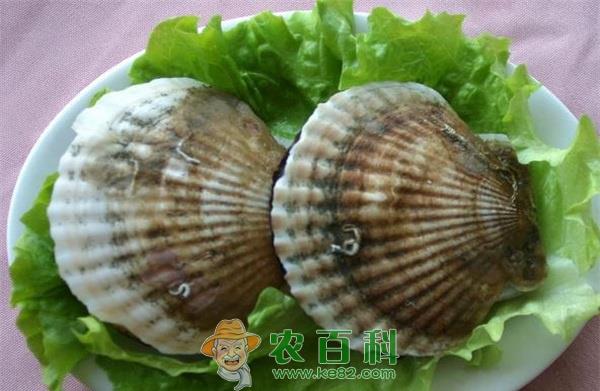 扇贝 聚焦扇贝生态养殖