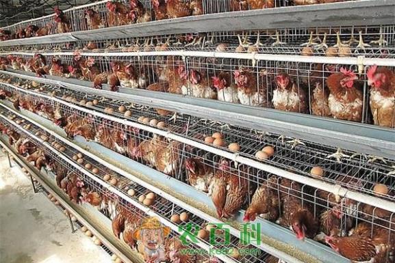 蛋鸡产期饲养方法调整 土客网网 蛋鸡产期饲养方法调整