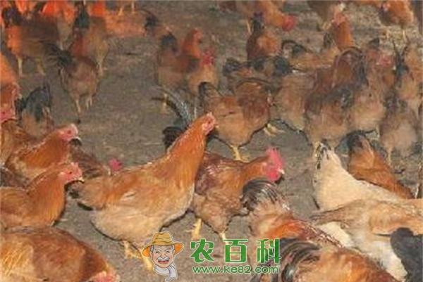 养鸡方法和技术