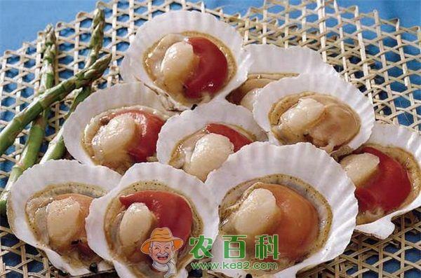 威海市场 扇贝价格持续高位