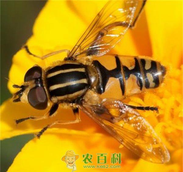 蜜蜂夏季的管理