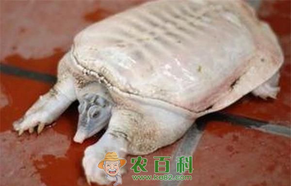 湖北武汉市黄陂村民抓了只白甲鱼