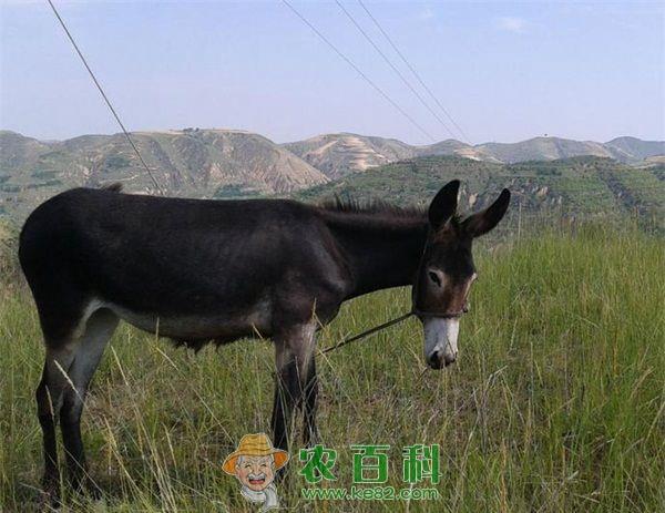 肉驴怎么养殖