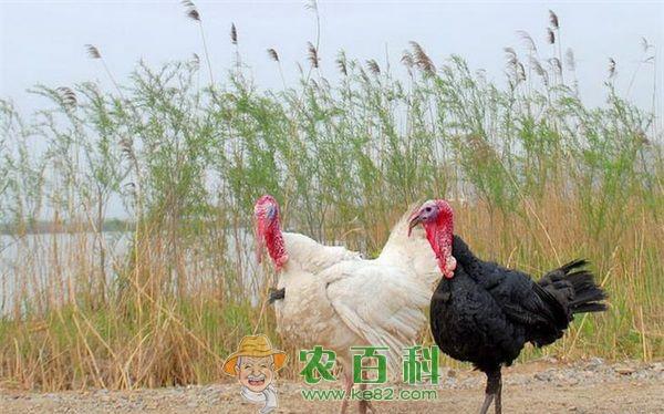 火鸡功效与作用