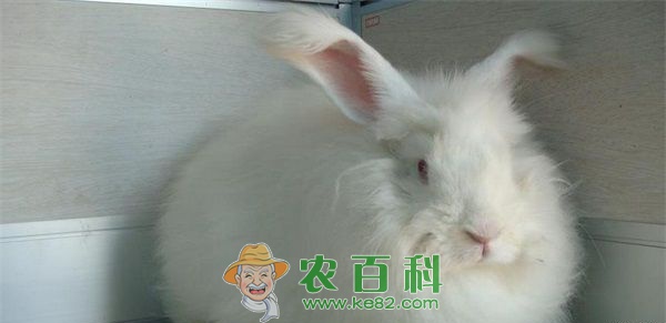 长毛兔疾病的防治