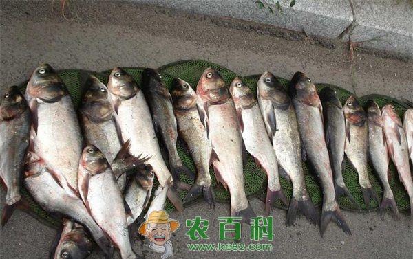 鲢鱼 鲢鱼小瓜虫病防治技术