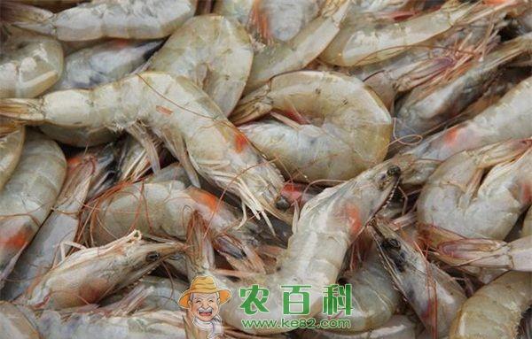 江苏常州溧阳市社渚镇又增添一家青虾养殖专业合作社
