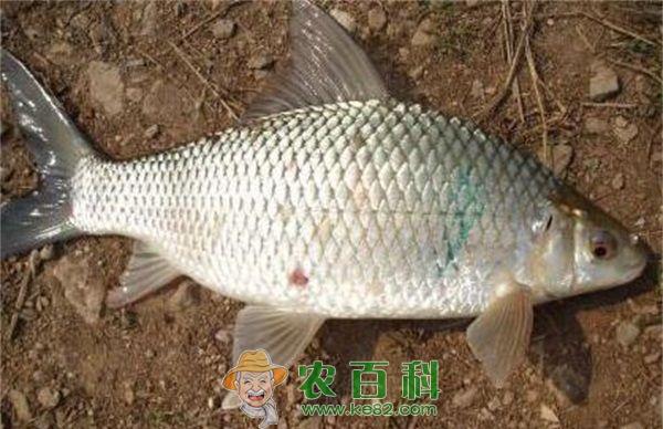 江苏宿迁引进鲮鱼试养成功