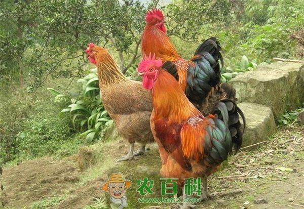 肉鸡价格将飙升