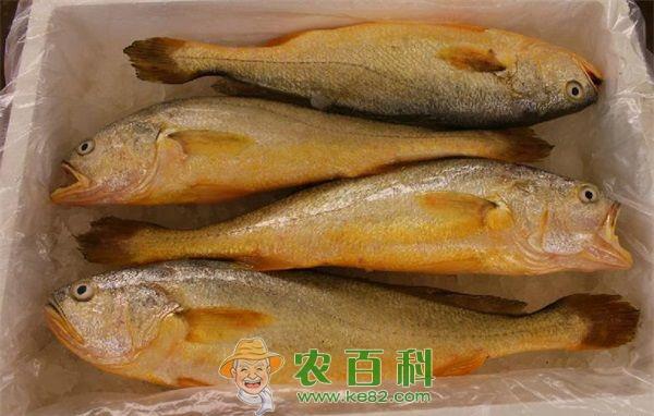 大黄鱼 盘点鱼8个部位营养功效