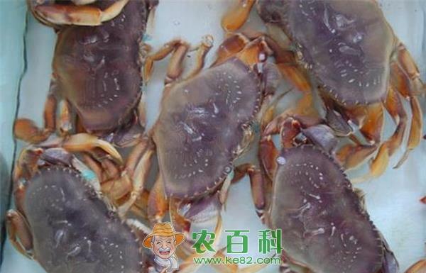 美国加州爆发“毒螃蟹”危机