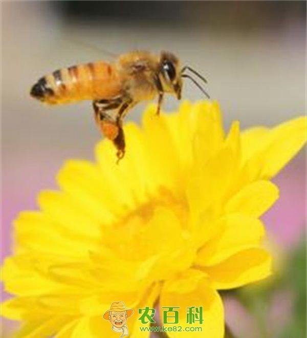 高加索的蜜蜂的品种