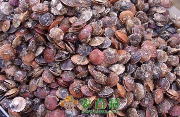 扇贝 栉孔扇贝的繁殖特性