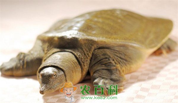 甲鱼 新疆博湖甲鱼养成记