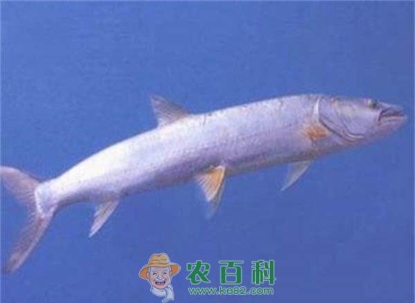 鳡鱼白点病的防治