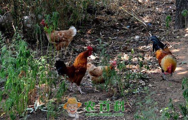 如何提高雏鸡成活率