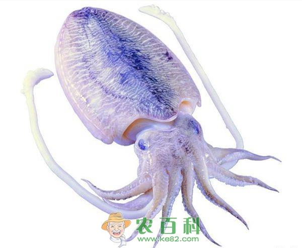 乌贼的营养价值分析