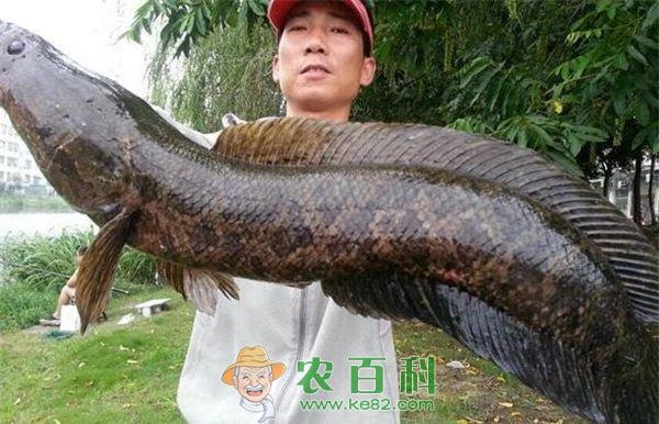 黑鱼 湖州大规格黑鱼缺货价格上涨