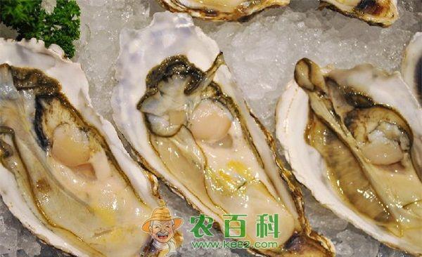 牡蛎 牡蛎病害的诊断防治方法4