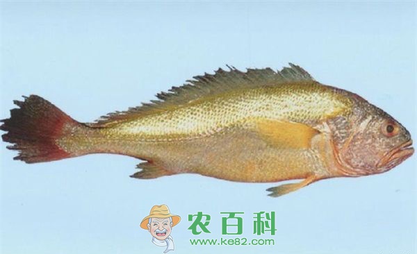 黄鱼什么时候产卵