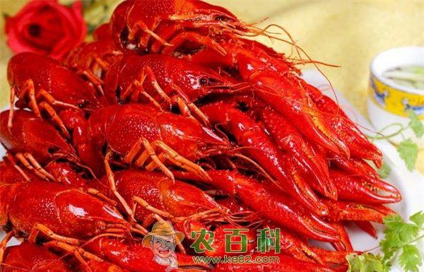 小龙虾 正确投喂提高小龙虾产量