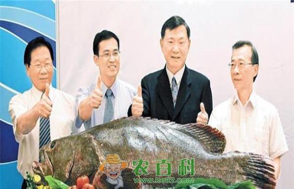 石斑鱼 石斑鱼竞争大台转攻冷冻市场