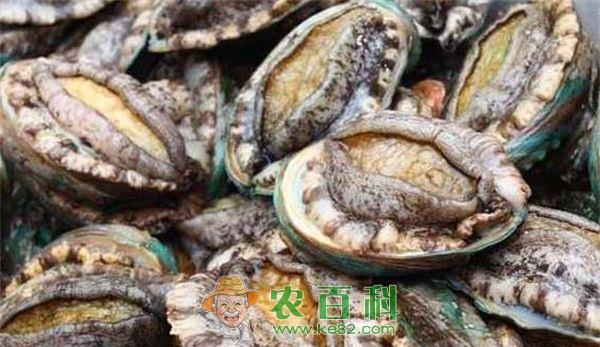鲍鱼 死鲍鱼还能吃吗