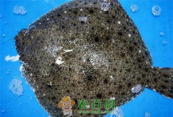 多宝鱼 多宝鱼春季防治病技术要点
